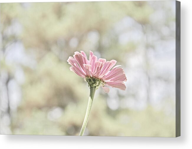 Zinnia Acrylic Print featuring the photograph Lone Zinnia by Jeanne May
