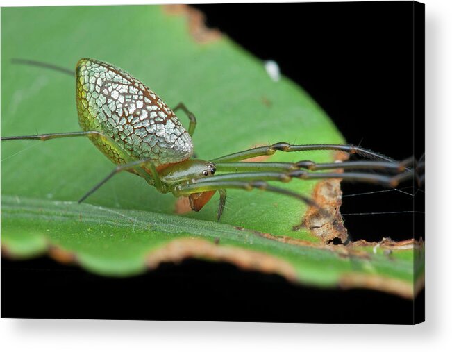 Black Background Acrylic Print featuring the photograph Long-jawed Orb Weaver Spider by Melvyn Yeo/science Photo Library