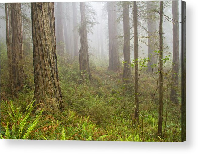 Redwoods Fog Acrylic Print featuring the photograph Long Long time ago by Kunal Mehra