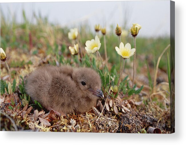 Feb0514 Acrylic Print featuring the photograph Long-tailed Jaeger Chick Alaska by Michael Quinton