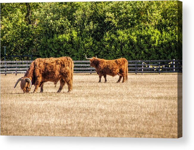 Cattle Acrylic Print featuring the photograph Longhorns by Cathy Kovarik