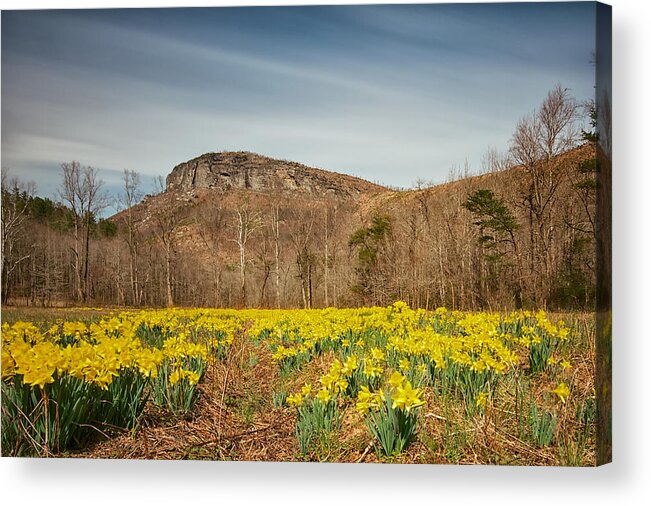 Daffodils Acrylic Print featuring the photograph Looking at Shortoff Mountain through the Daffodils by Mark Steven Houser