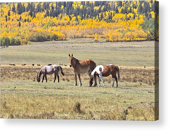 Mixed Media Horses. Mixed Media Photography. Mixed Media Fall Colors. Fine Art Horse Photography. Horse. Colts. Cow Boys. Fall Photography. Colorado Fall Colors. Fall Colors Fine Art Photography. Mountains. Mountain Fall Colors Colorado Fall Colors. Dogs. Cats. Sheep. Ducks. Elk. Deer. Moose. Colors In The Fall. Colorado Fall Colors. Fine Art Note Cards. Gallery Photography. Brown Horse. White And Brown Horse. Feeding Horse. Wagon Train Indian Horse. Cow Boy Horse Indian Riding Horse. Acrylic Print featuring the photograph Looking At You by James Steele