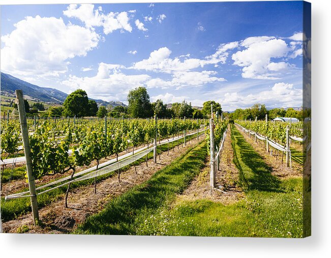 Grapevines Acrylic Print featuring the photograph Looking Down the Vines by Laura Tucker