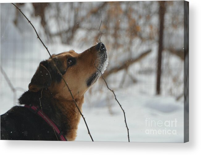 Dog Acrylic Print featuring the photograph Looking for Squirrels by Lila Fisher-Wenzel