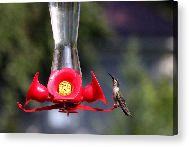 Birds Acrylic Print featuring the photograph Looking by Reid Callaway