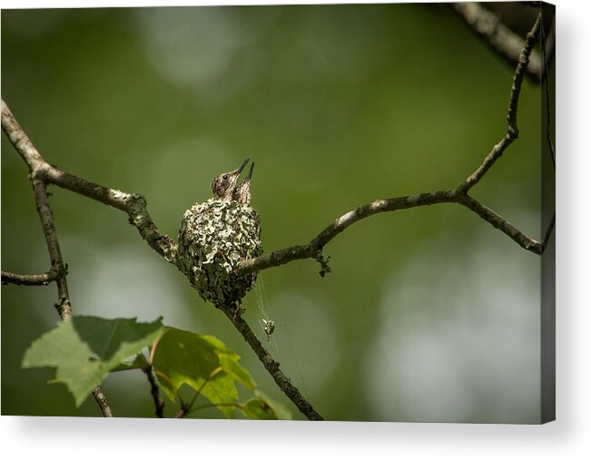 Archilochus Colubris Acrylic Print featuring the photograph Looking Up by Joye Ardyn Durham