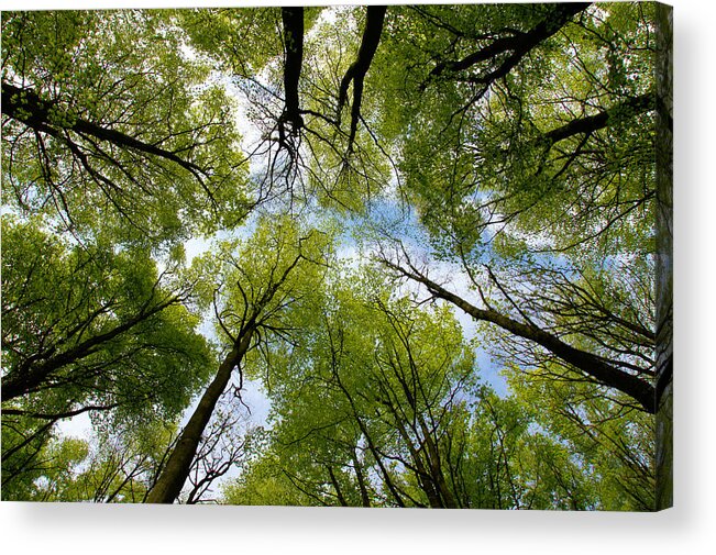 Tree Acrylic Print featuring the digital art Looking up by Ron Harpham