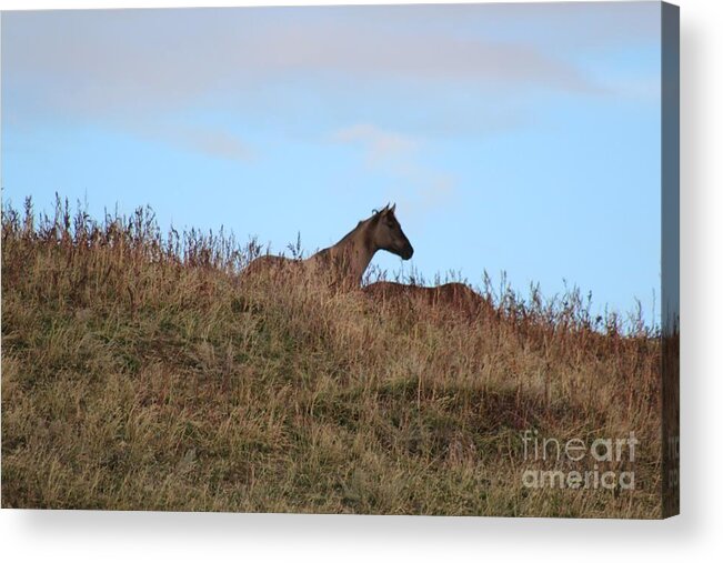 Horse Acrylic Print featuring the photograph Lookout by Brenda Henley