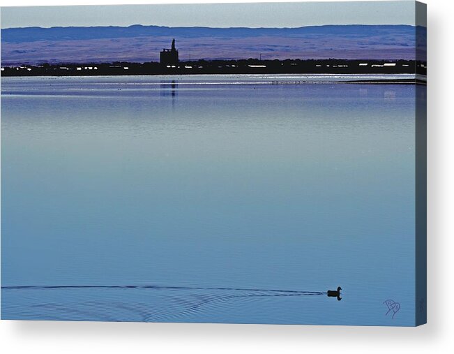 Loon Acrylic Print featuring the photograph Loonacy by Darcy Dietrich