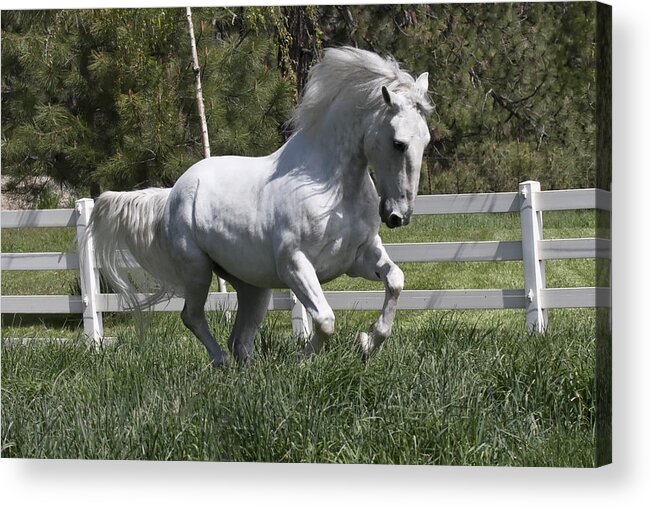 Loose In The Paddock Acrylic Print featuring the photograph Loose In The Paddock by Wes and Dotty Weber