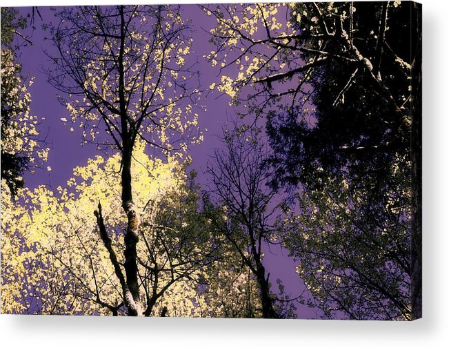 Trees Acrylic Print featuring the photograph Lost in Admiration by Laureen Murtha Menzl