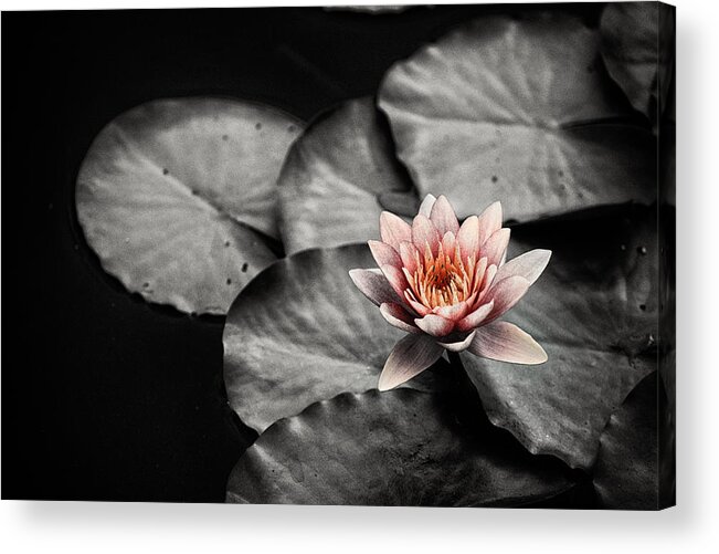 Botanical Acrylic Print featuring the photograph Lotus 3 by Jeremy Herman