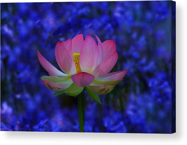 California Acrylic Print featuring the photograph Lotus Flower In Blue by Beth Sargent