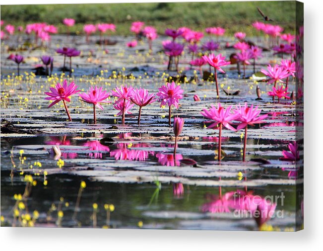 Aquatic Acrylic Print featuring the photograph Lotus flowers by Amanda Mohler