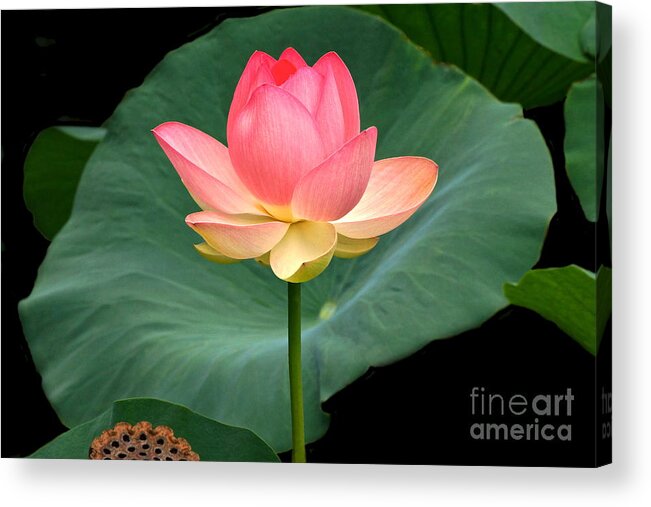 Lotus Blossom And Leaves And Seed Pod Acrylic Print featuring the photograph Lotus Of Late August by Byron Varvarigos