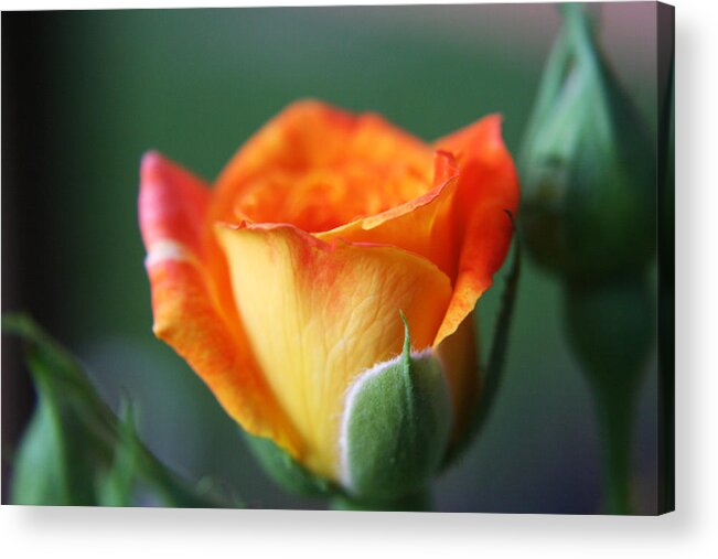Rose Acrylic Print featuring the photograph Louisiana Orange Rose by Ester McGuire