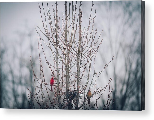2014 Acrylic Print featuring the photograph Love Birds by Amber Flowers