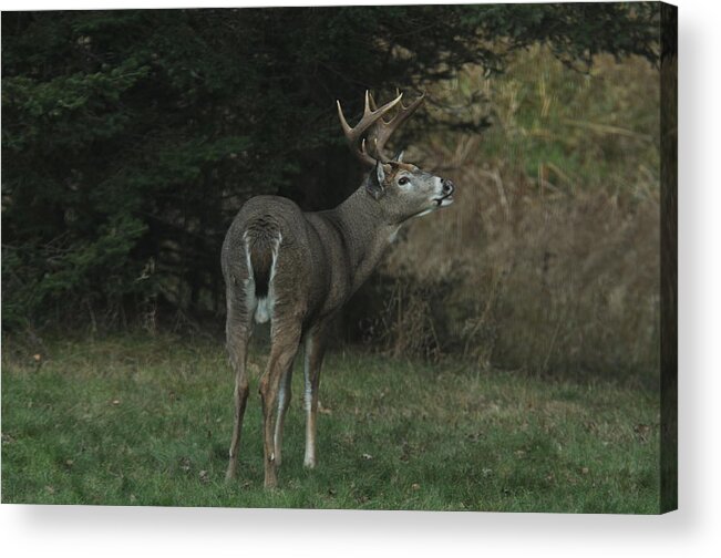 Big Bucks Acrylic Print featuring the photograph Love is in the air by Sandra Updyke