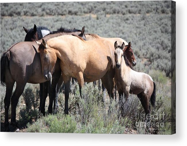 Horse Acrylic Print featuring the photograph Love by Veronica Batterson