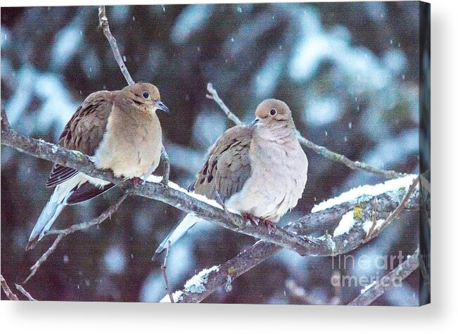 Snow Acrylic Print featuring the photograph Lovey Dovey by Cheryl Baxter