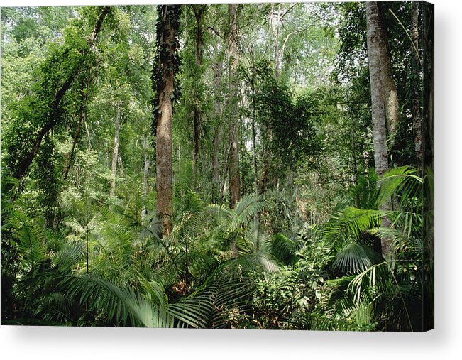 Feb0514 Acrylic Print featuring the photograph Low Montane Tropical Rainforest Khao by Gerry Ellis