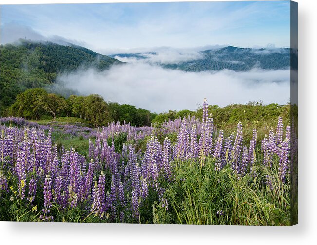 Lupine Acrylic Print featuring the photograph Lupine of Bald Hills by Greg Nyquist