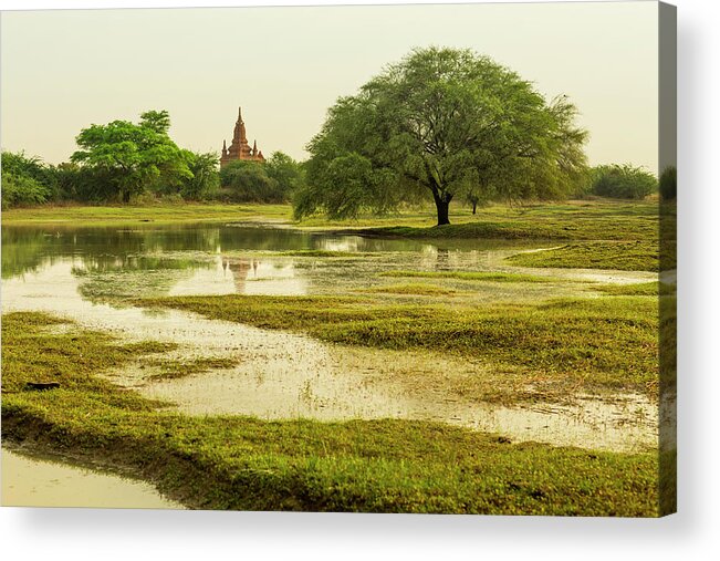 Grass Acrylic Print featuring the photograph Lush Landscape With Wide Tree And Temple by Merten Snijders