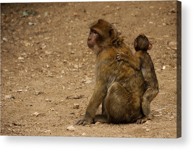 Animal Acrylic Print featuring the photograph Macaque monkeys by Ivan Slosar