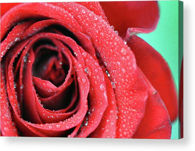 Rose Colored Acrylic Print featuring the photograph Macro Rose With Dew by Photography By Bobi