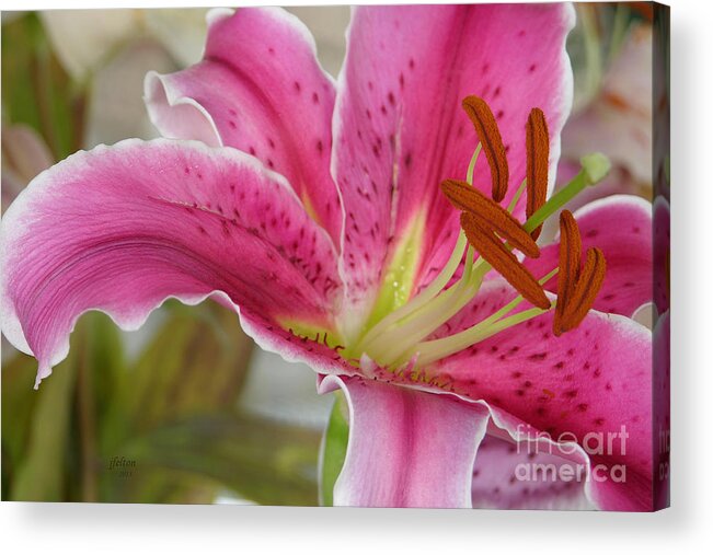 Magenta Tiger Lily Acrylic Print featuring the photograph Magenta Tiger Lily by Julianne Felton