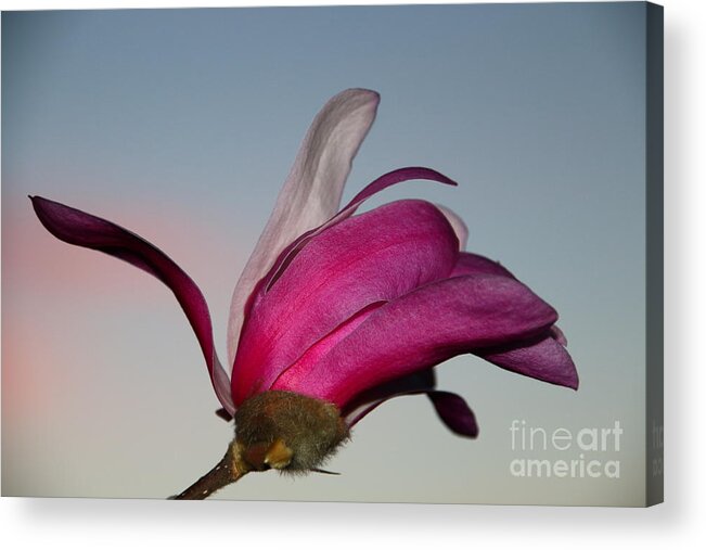 Beautiful Acrylic Print featuring the photograph Magnolia Blossom in the Sunset by Amanda Mohler