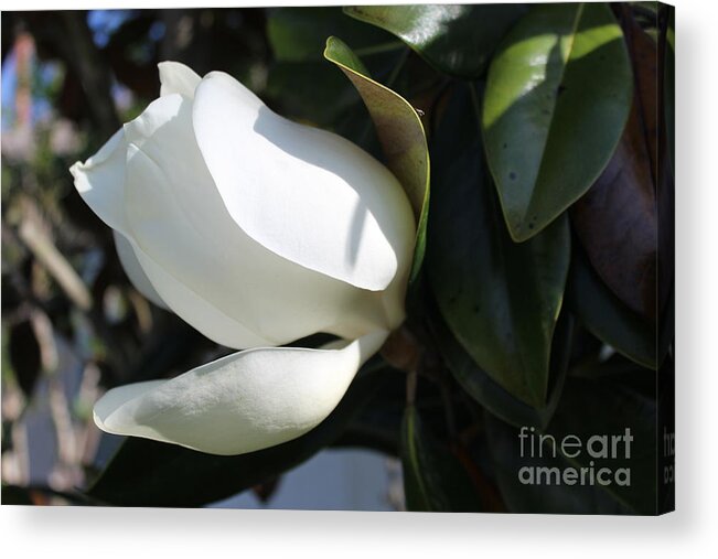 Magnolia Bloom Acrylic Print featuring the photograph Magnolia Flower by Jeanne Forsythe