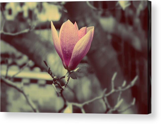 Magnolia Acrylic Print featuring the photograph Magnolia flower by Marianna Mills