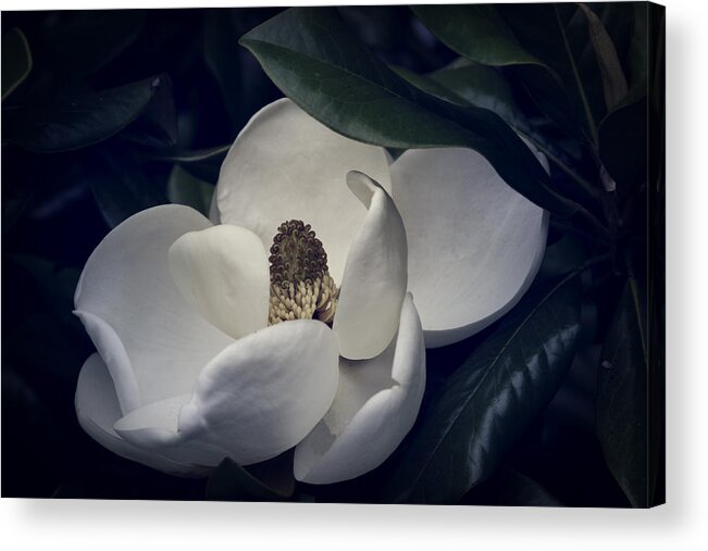 Magnolia Acrylic Print featuring the photograph Magnolia by Mike Stephens