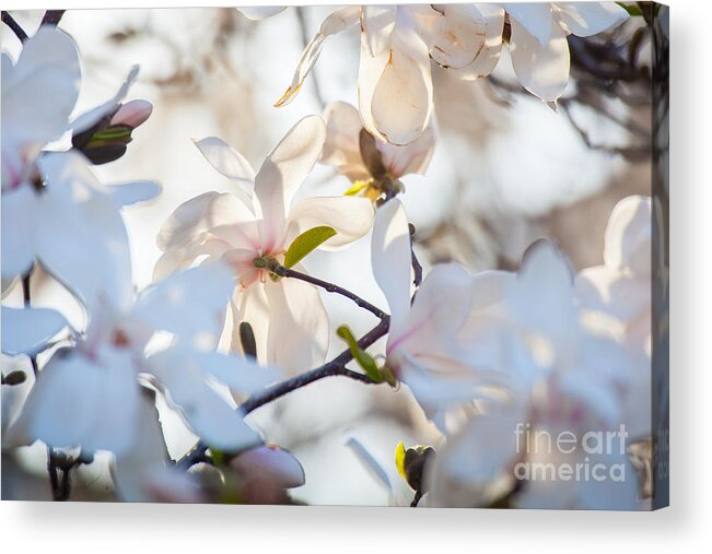 America Acrylic Print featuring the digital art Magnolia Spring 3 by Susan Cole Kelly Impressions