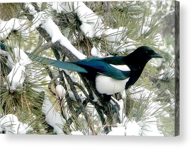 Colorado Acrylic Print featuring the photograph Magpie in the Snow by Marilyn Burton