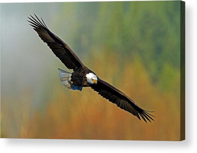 Bald Eagle Acrylic Print featuring the photograph Majestic Flight by Shari Sommerfeld