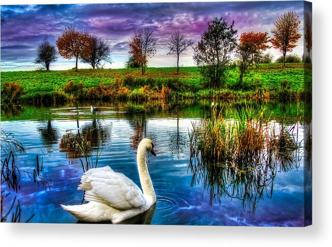 Majestic Acrylic Print featuring the photograph Majestic Swan by Catherine Davies