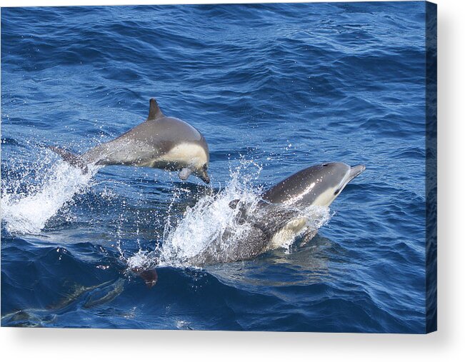 Dolphins Acrylic Print featuring the photograph Make a Splash by Shoal Hollingsworth