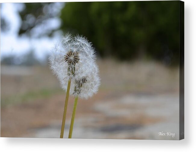 Flower Acrylic Print featuring the photograph Make A Wish by Alex King