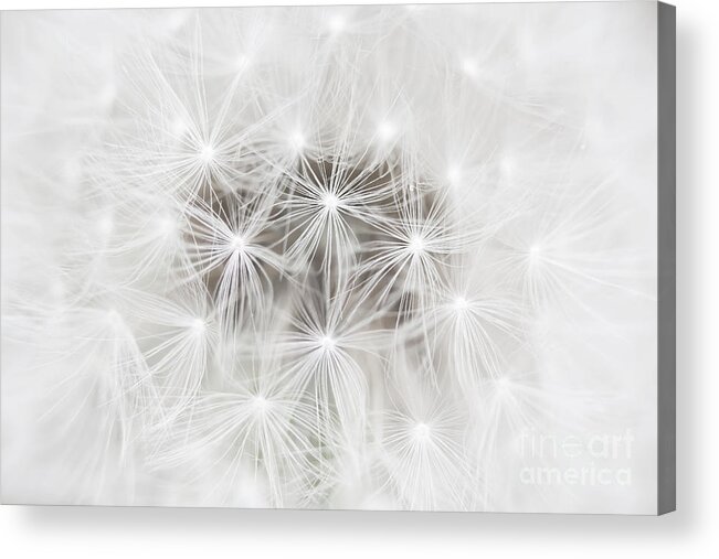 Dandelion Acrylic Print featuring the photograph Make a Wish by Patty Colabuono