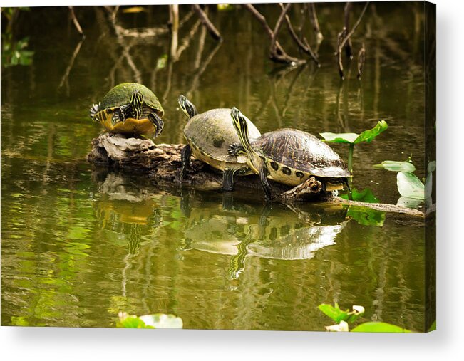 Turtles Acrylic Print featuring the photograph Make Room for Me by George Kenhan