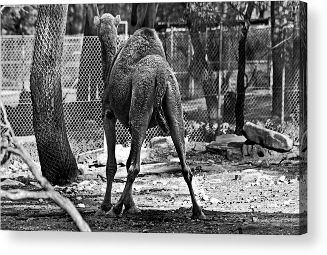#camel Acrylic Print featuring the photograph Making a stand by Miroslava Jurcik