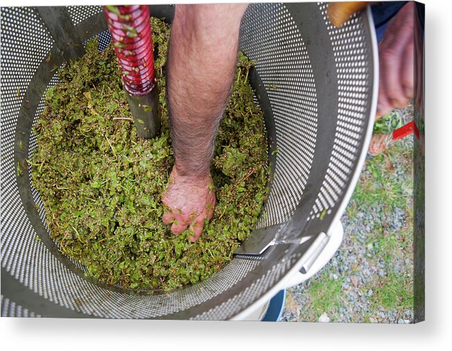 Expertise Acrylic Print featuring the photograph Making Wine by I Photograph The Landscape And Social Events, Basque Country