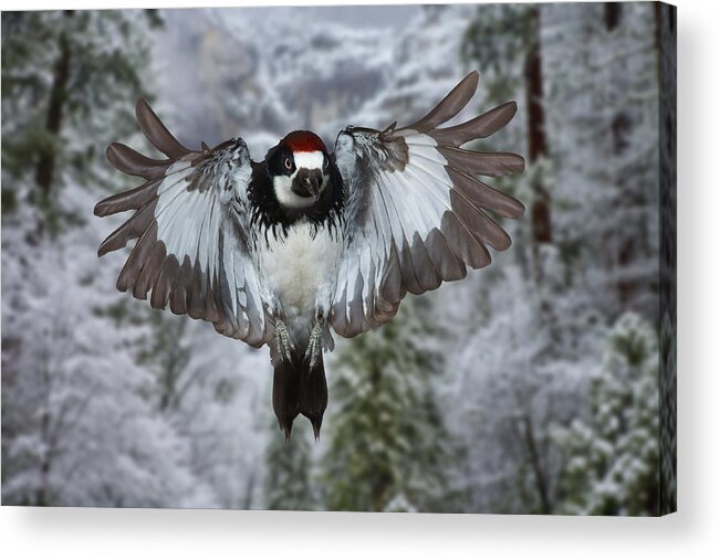 Arizona Acrylic Print featuring the photograph Male Acorn Woodpecker by Gregory Scott