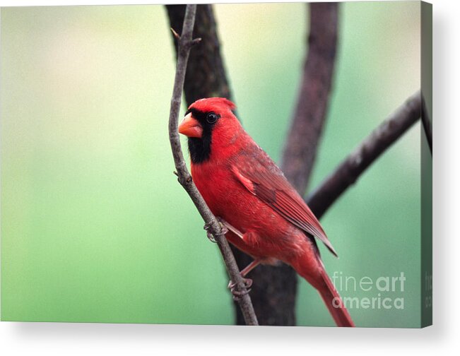 Male Cardinal Acrylic Print featuring the photograph Male Cardinal by Thomas R Fletcher