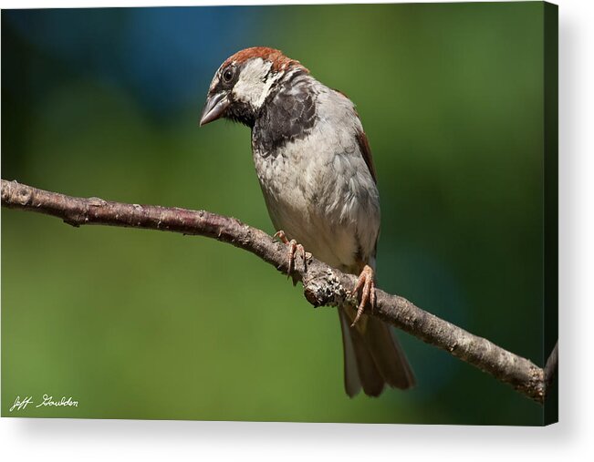 Animal Acrylic Print featuring the photograph Male House Sparrow Perched in a Tree by Jeff Goulden