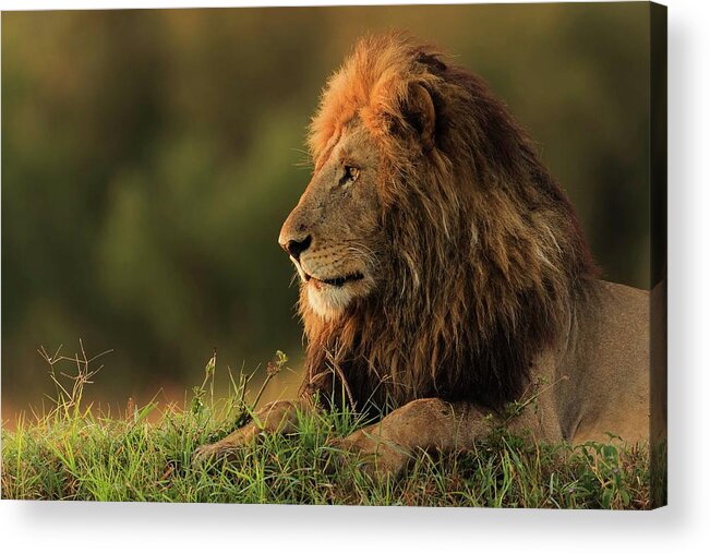 Lion Acrylic Print featuring the photograph Male Lion Watching Sunrise In Masai Mara by Massimo Mei