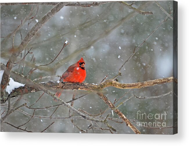 Male Northern Cardinal Acrylic Print featuring the photograph Male Northern Cardinal by Lila Fisher-Wenzel